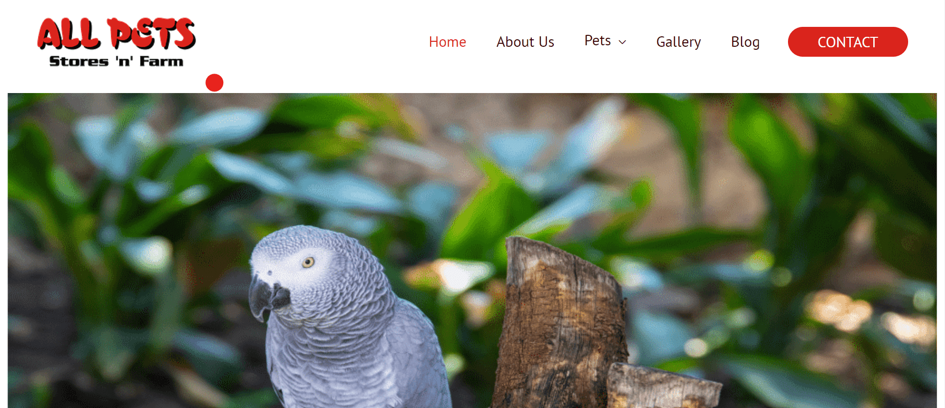 Top Pet Shops in Chandigarh Pet Store in Chandigarh List Verified