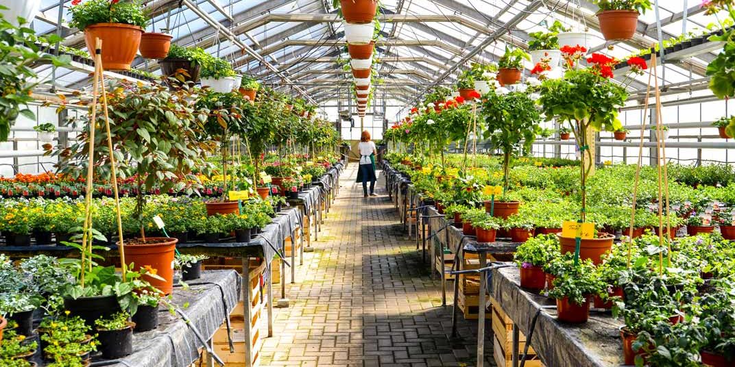 Top Plant Nursery in Mohali Best Plant Nursery Mohali